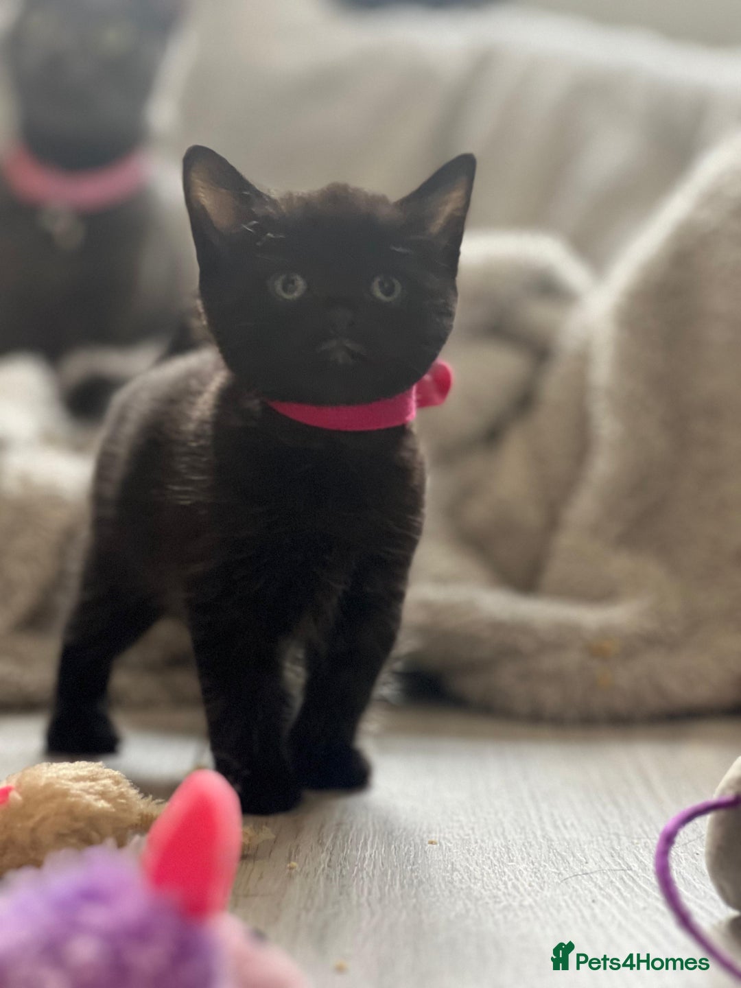 Mixed Breed cats for sale: Stunning kittens - Image 13