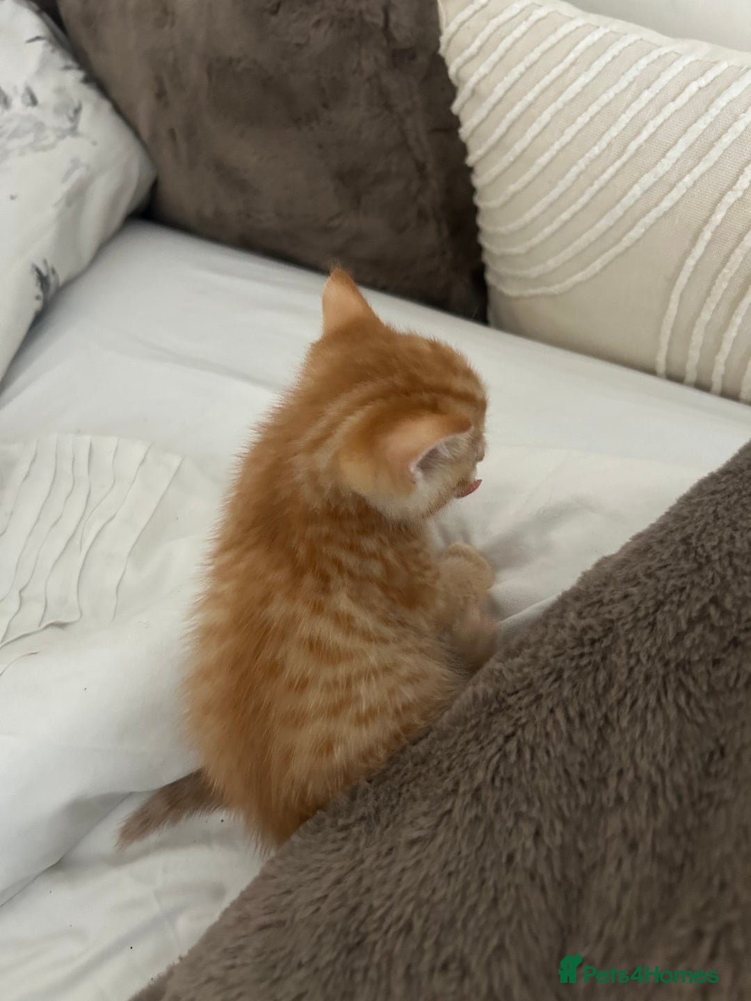 Mixed Breed cats for sale: Beautiful Kittens for sale - Image 25
