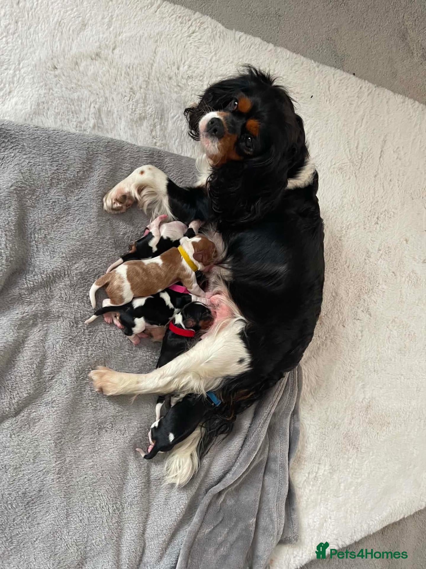 Cavalier King Charles Spaniel dogs Cavalier King Charles Spaniels  - Advert 13