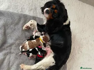 Cavalier King Charles Spaniel dogs Cavalier King Charles Spaniels - Advert 1