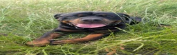 Rottweiler dogs for stud: Rottweiler Male Stud - Advert 4