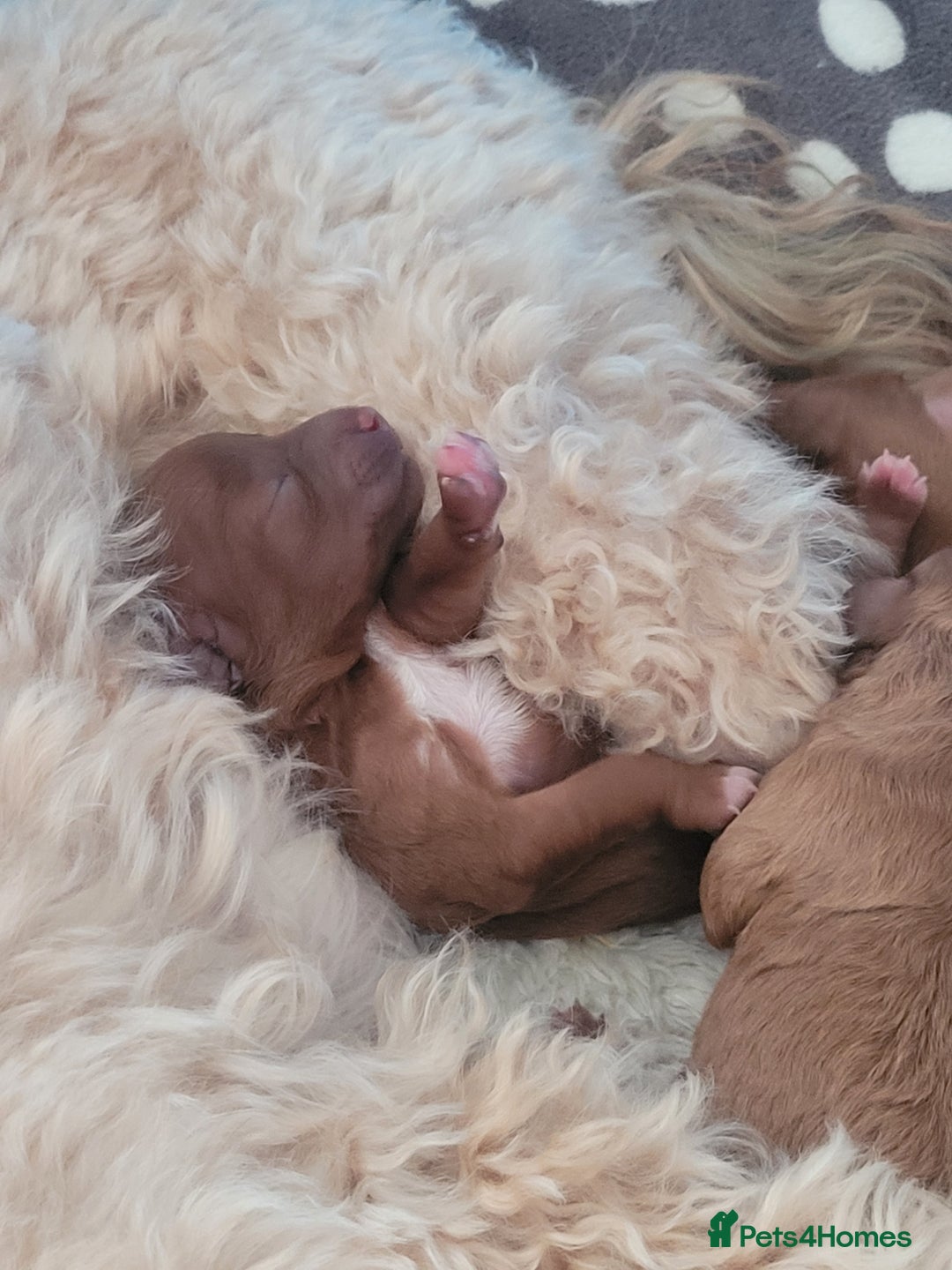 Cavapoo dogs for sale: Adorable mini Cavapoo puppies F1bb - Advert 26