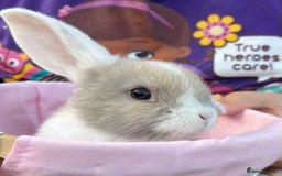 Mini Lop rabbits for sale: Autumn babies - Image 24