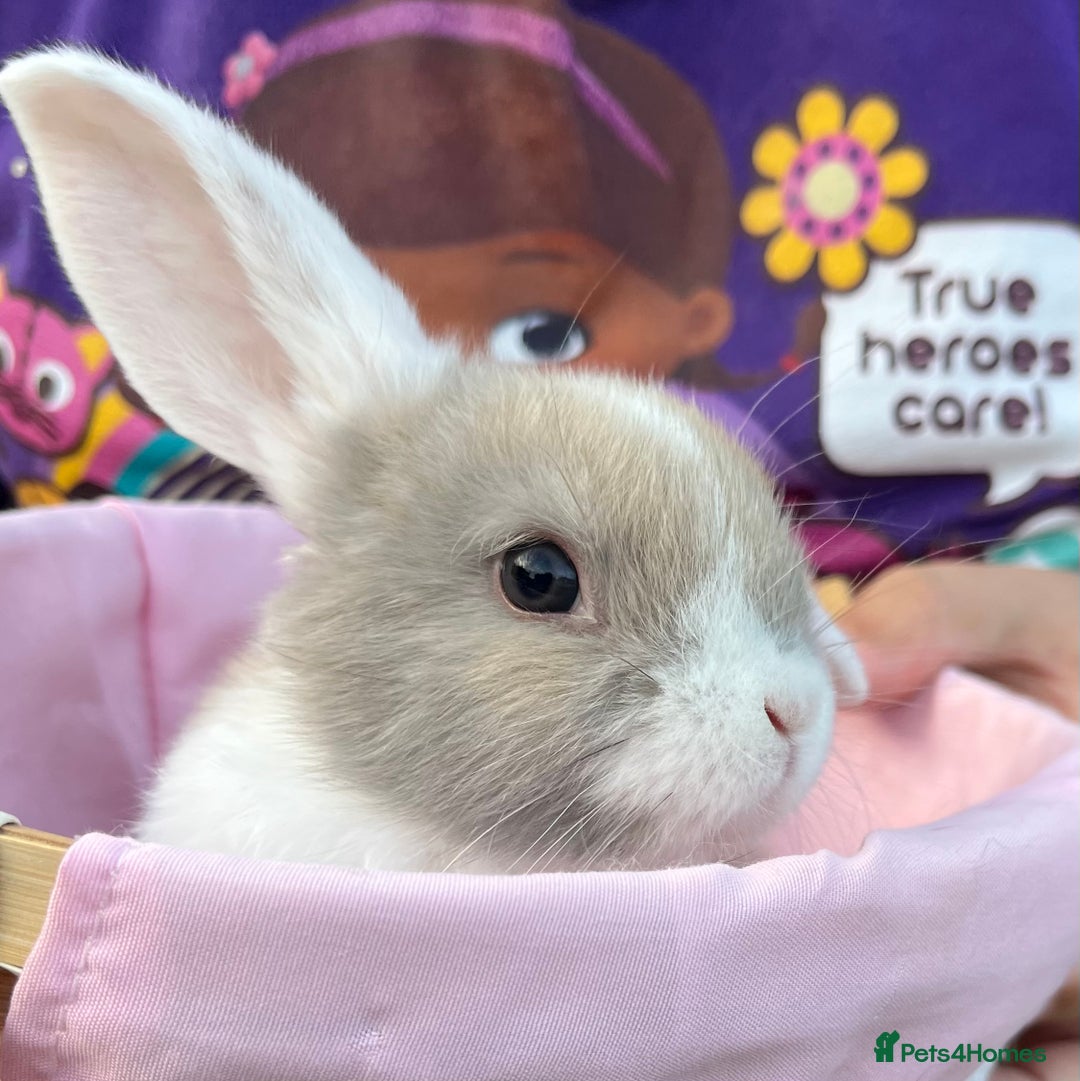 Mini Lop rabbits for sale: Autumn babies - Image 24