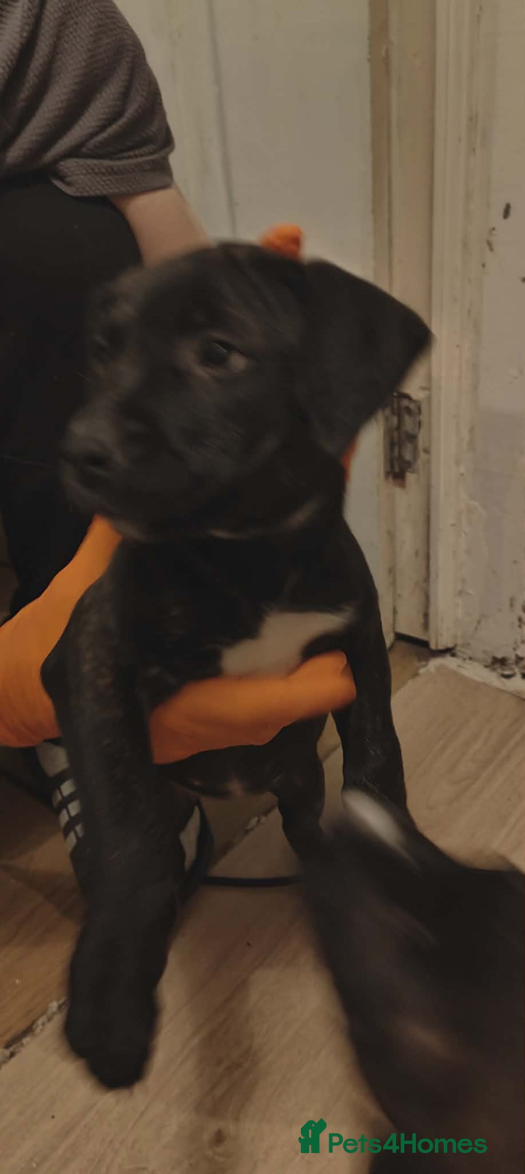 Staffordshire Bull Terrier dogs for sale: Beautiful stunning staffy puppies READY To go !!! - Advert 5