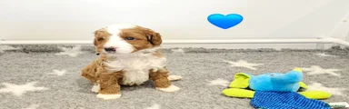 Australian Labradoodle Puppy 2
