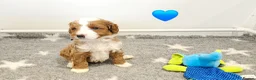 Australian Labradoodle dogs for sale: Stunning full Australian Labradoodle puppies  - Advert 6