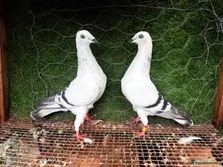 Pigeons birds 35 Mix pigeon for sale - Advert 6