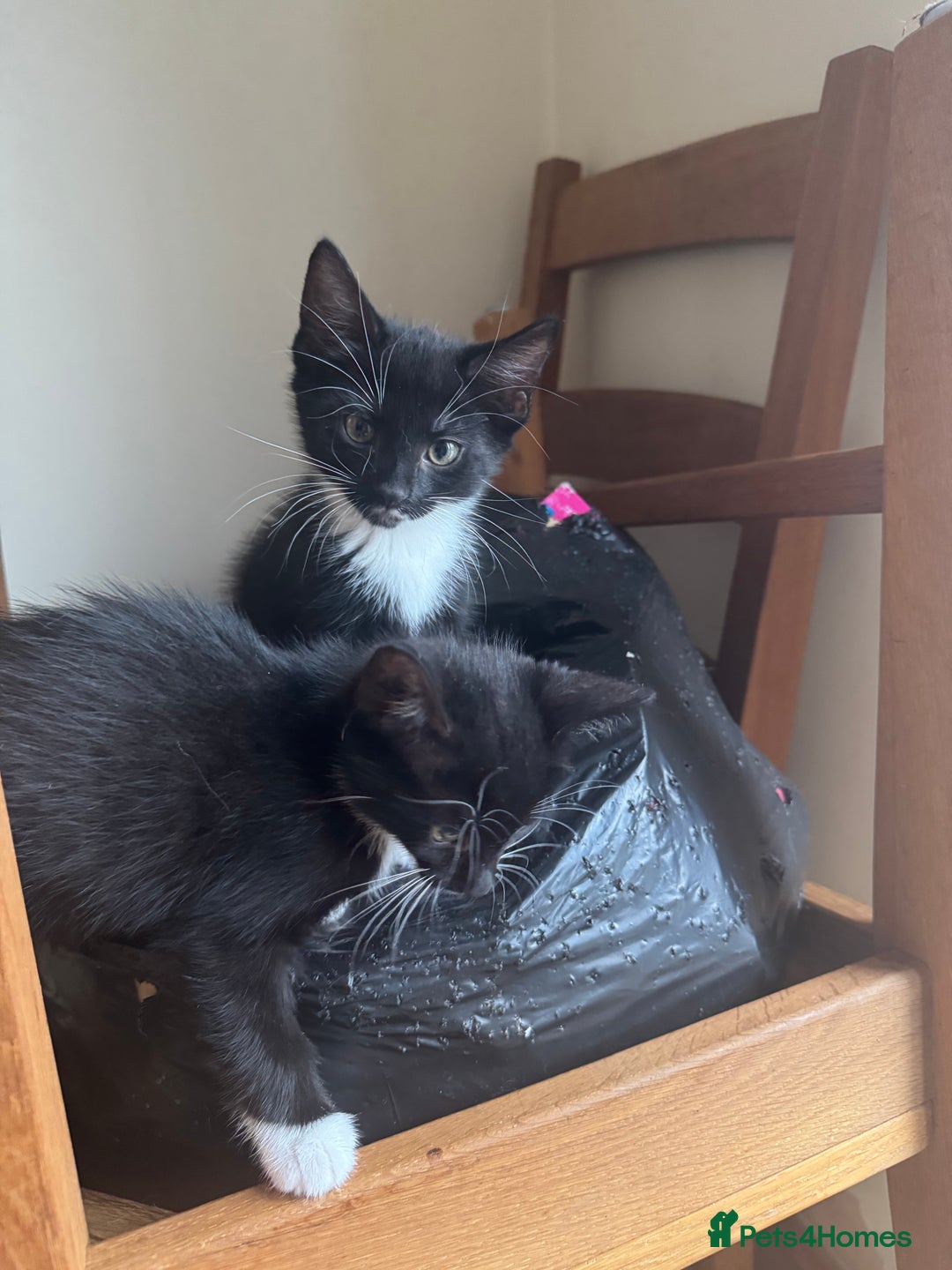 Mixed Breed cats for sale: Mixed kittens  - Image 12