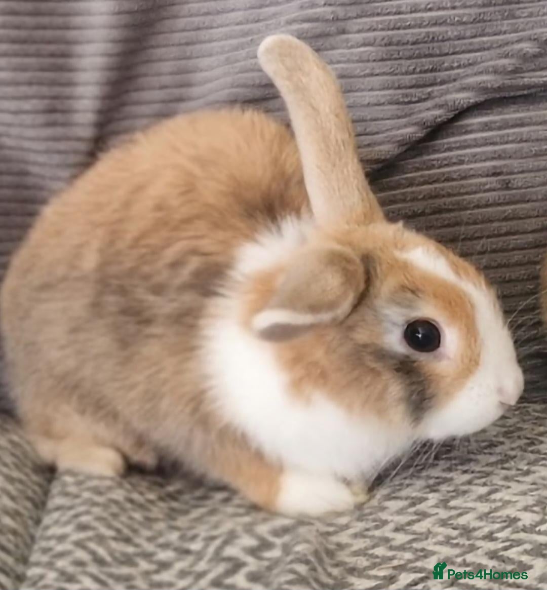 Mini Lion Lop rabbits Mini lion lops - Advert 2