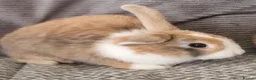 Mini Lion Lop rabbits for sale: Mini lion lops - Advert 3