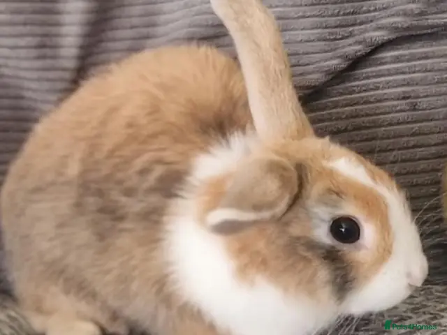 Mini Lion Lop rabbits Mini lion lops - Advert 2