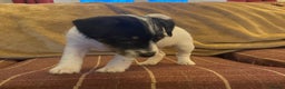 Jack Russell dogs for sale: Jack Russel pups. Two left one girl one boy - Advert 15