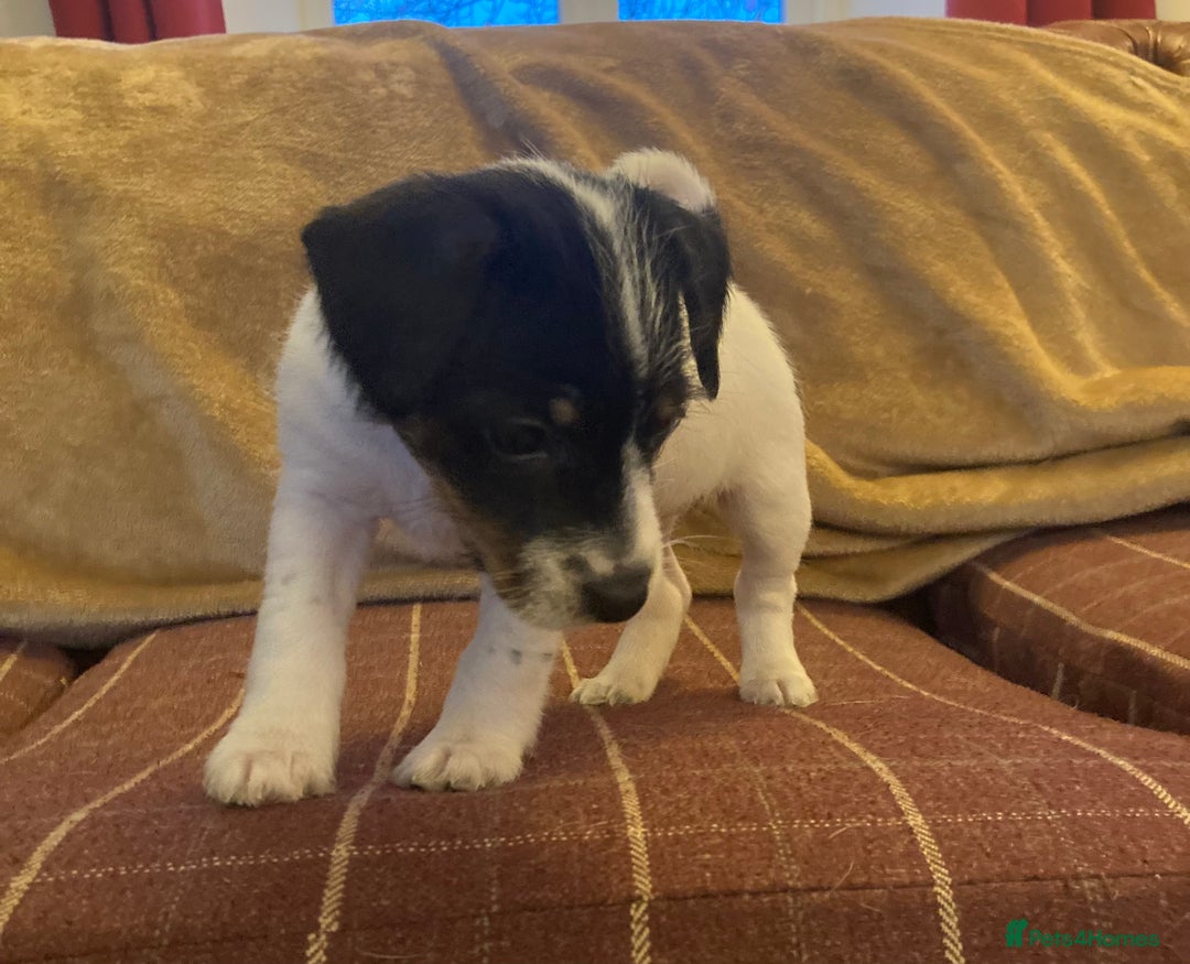 Jack Russell dogs for sale: Jack Russel pups. Two left one girl one boy - Advert 15