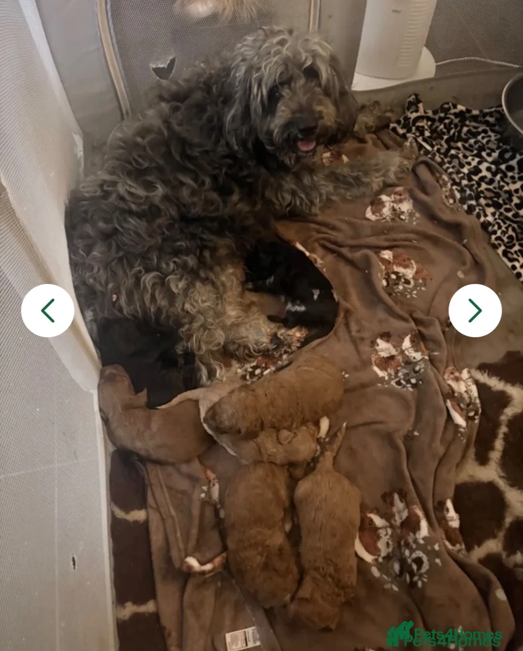 Mini Goldendoodle dogs for sale: READY NOW Gorgeous Mini Goldendoodles - Advert 2