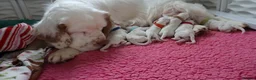 Clumber Spaniel dogs for sale: Clumber Spaniel Puppies Available 🐾 - Advert 2