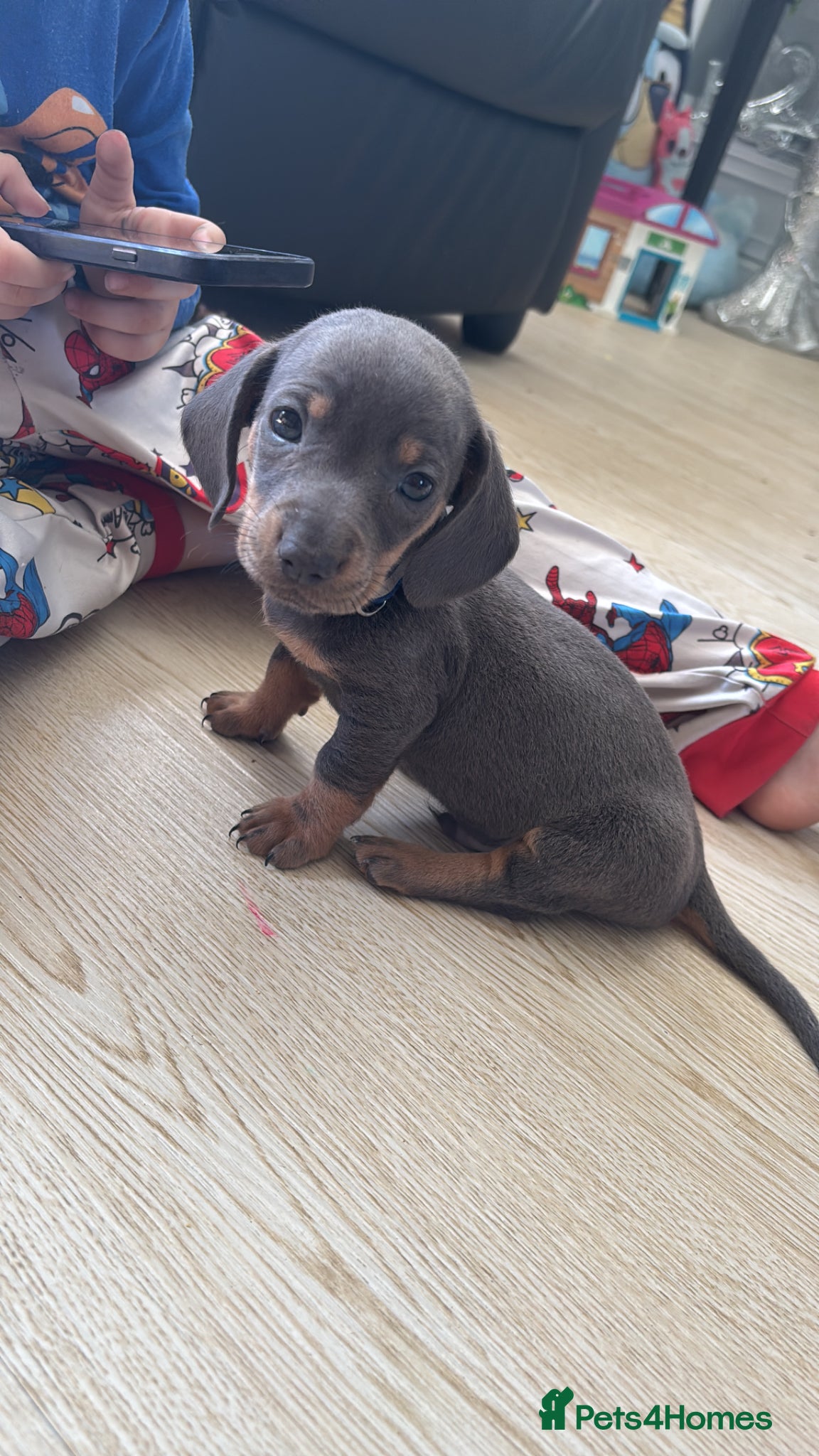 Dachshund dogs 2  amazing lilac and tan  dachshund puppys left  - Advert 3