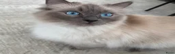 Ragdoll cats for sale: Last little boy left - Advert 3