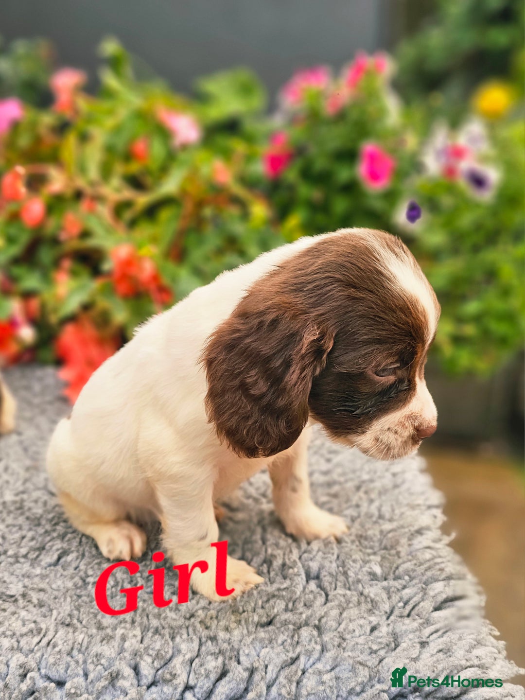 English Springer Spaniel dogs for sale: QUALITY WORKING ESS PUPS - Image 29