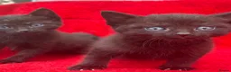 Mixed Breed cats for sale: Farm raised kittens  - Advert 12