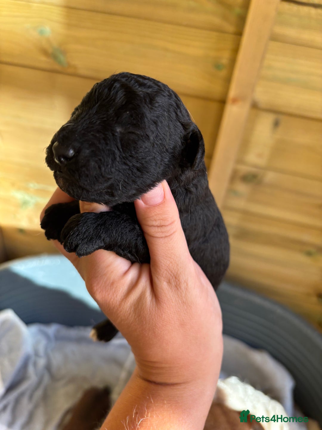 Mixed Breed dogs for sale: Foxipoo puppy’s  - Image 7