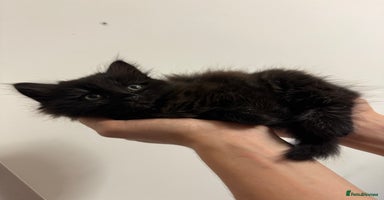 Mixed Breed cats - Advert 7