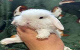 Mini Lop rabbits for sale: Beautiful Baby Mini lops ready now  - Image 11