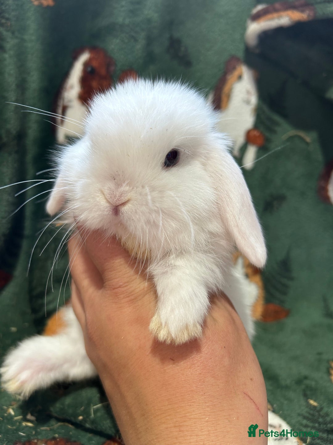 Mini Lop rabbits for sale: Beautiful Baby Mini lops ready now  - Image 11