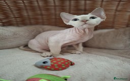 Devon Rex cats for sale: 🥰Leo lilac point with blue eyes Ready now - Image 5