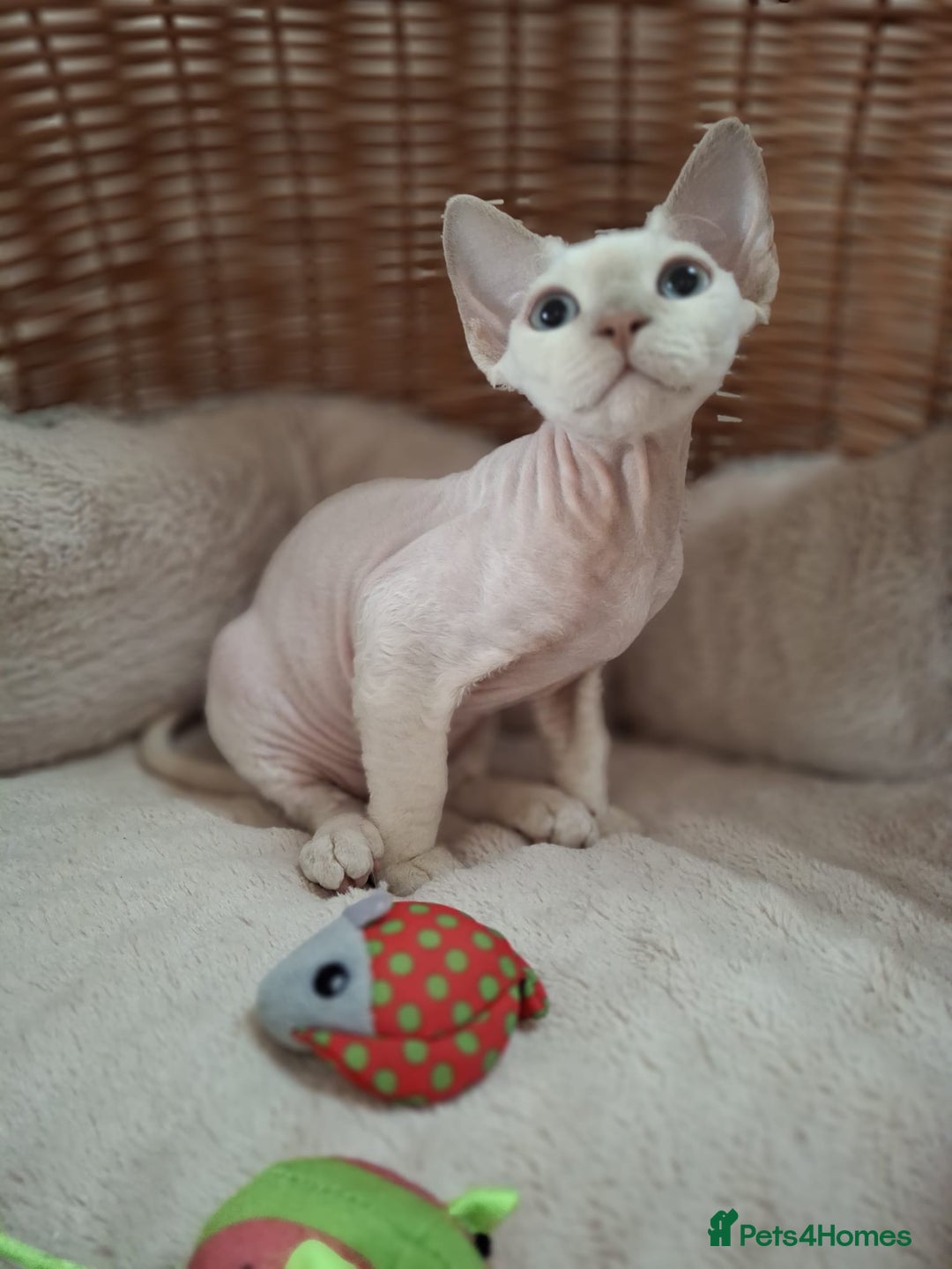 Devon Rex cats for sale: 🥰Leo lilac point with blue eyes Ready now - Image 5