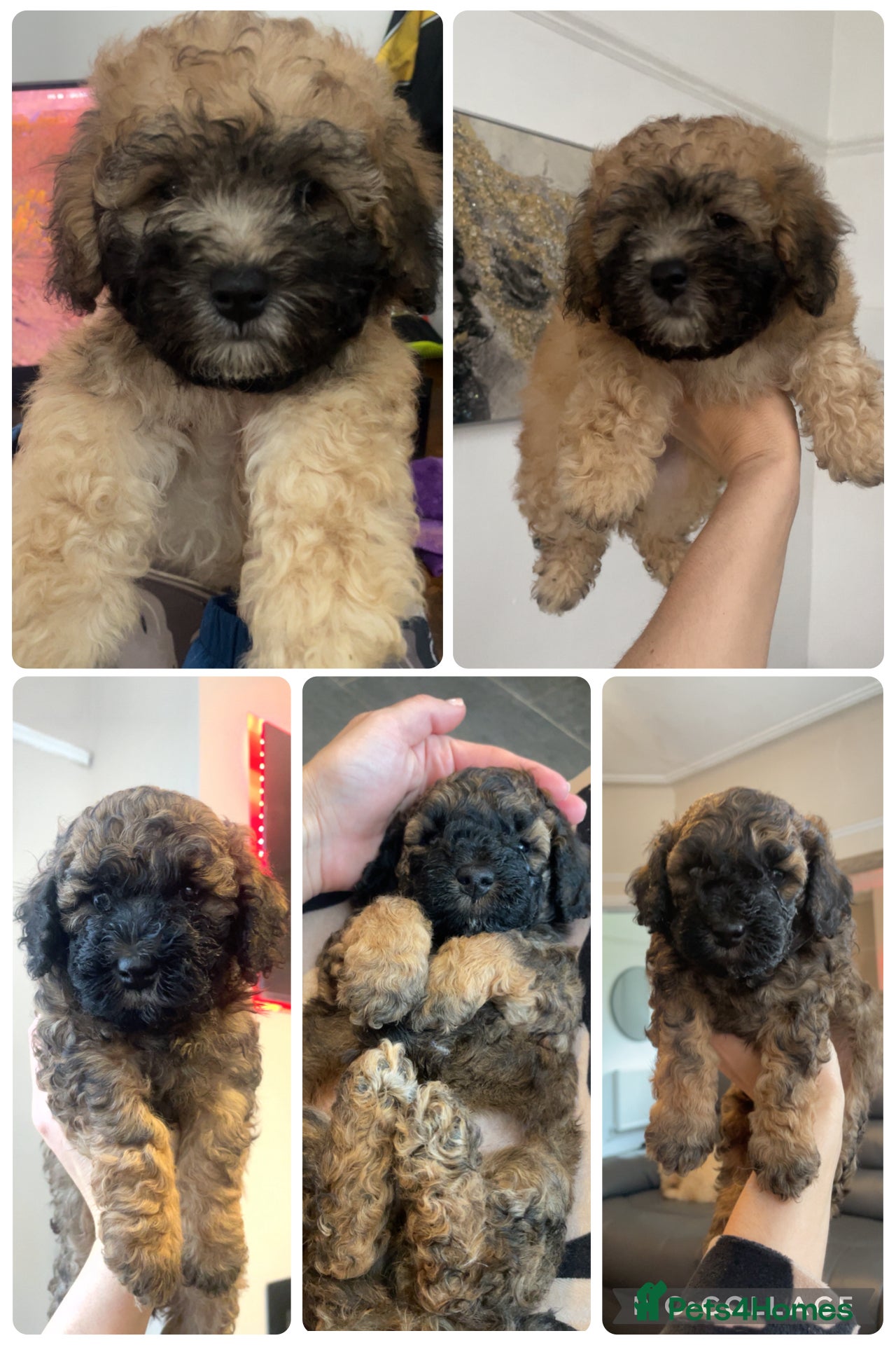 Poochon dogs Ready to leave NOW poochons🐶❤️ - Advert 7