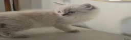 Ragdoll cats for sale: ragdoll kittens  - Advert 14