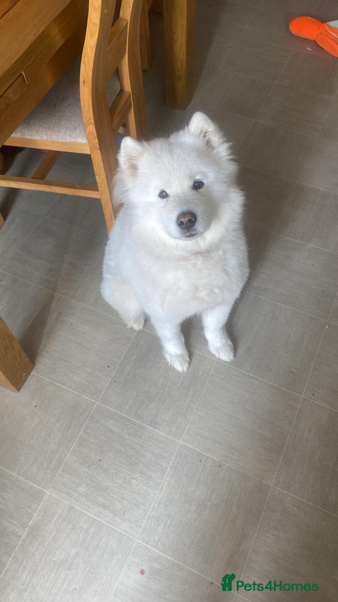 Samoyed dogs for sale: Samoyed bitch 3 years old - Image 3