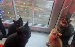 British Shorthair cats for sale: Glorious Pure BSH Kittens Ready Now! - Advert 7