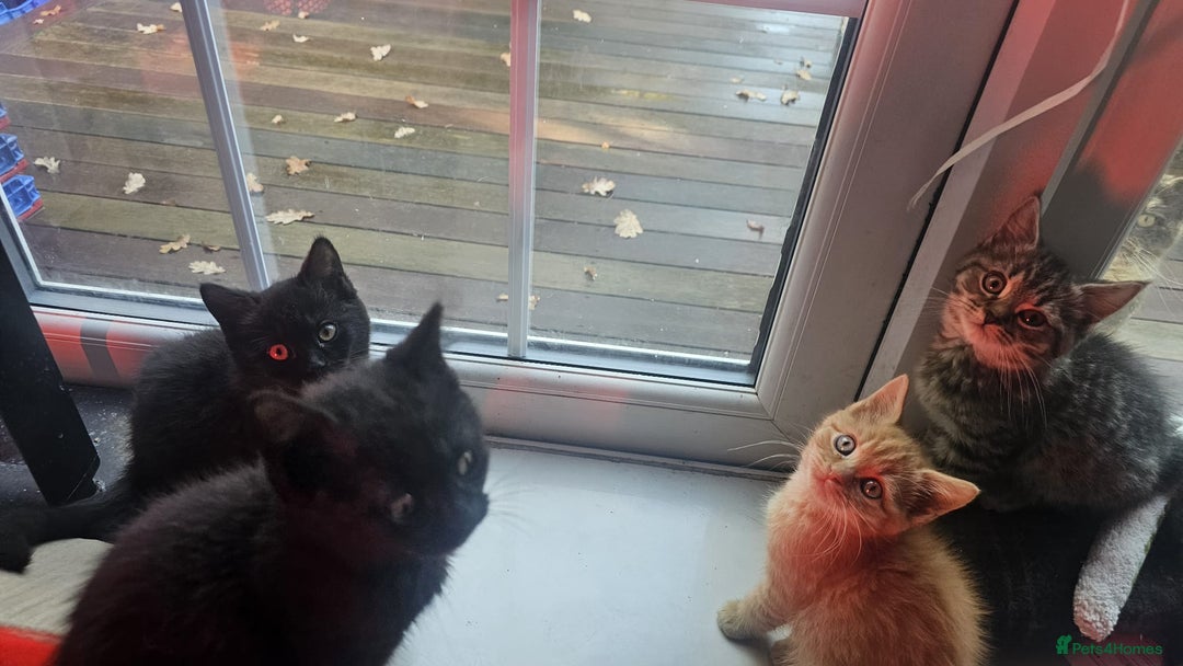 British Shorthair cats for sale: Glorious Pure BSH Kittens Ready Now! - Advert 7