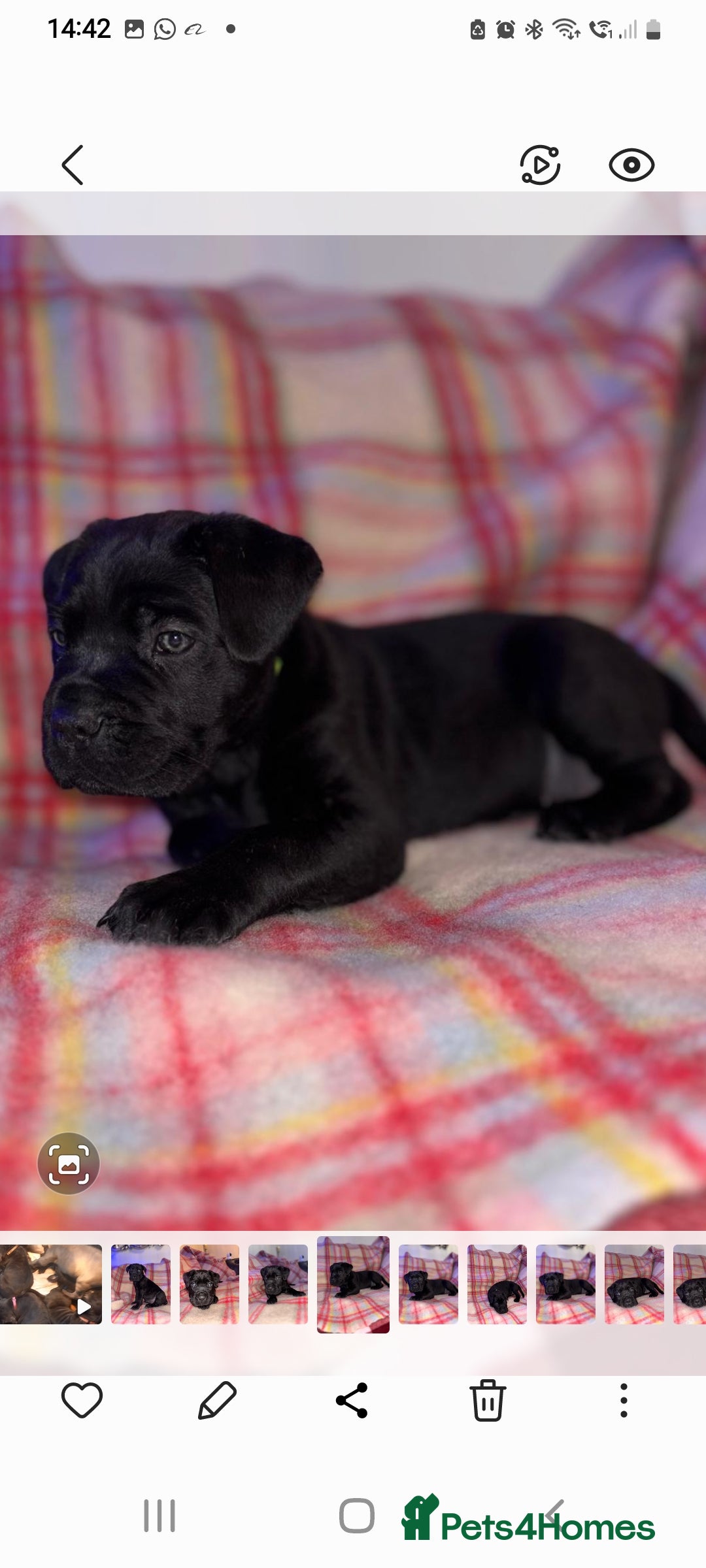 Cane Corso dogs for sale: ONE & ONLY UK LITTER DEL DYRIUM BLOOD LINES  🖤  - Advert 34