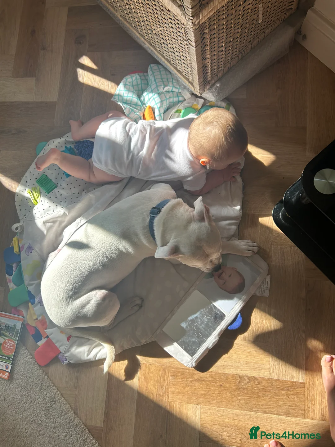 Mixed Breed dogs for sale: Staffy cross boxer - Advert 10