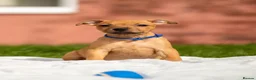 Staffordshire Bull Terrier dogs for sale: 🐾 STUNNING RED STAFFIE PUPPIES 🐾 - Advert 11