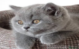 British Shorthair cats for sale: Beautiful British Shorthair Kittens  - Image 2