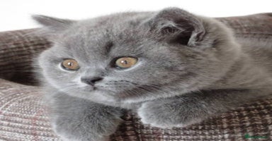 British Shorthair cats - Advert 11