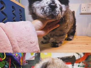 Chow Chow dogs Stunning chows ready for ** - Advert 2