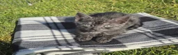 Bengal cats for sale: Beautiful Bengal x Korat kittens  - Advert 5