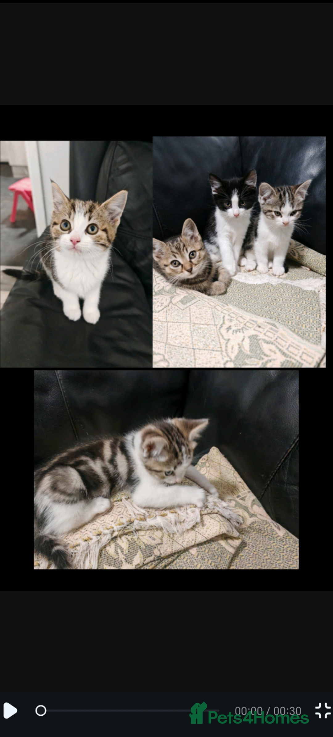 Mixed Breed cats for sale: Kittens for sale!  - Advert 17