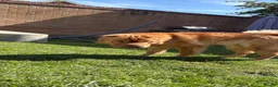 Shar Pei dogs for sale: Beautiful Bearcoat Shar Pei Female (5 yr old) - Advert 21