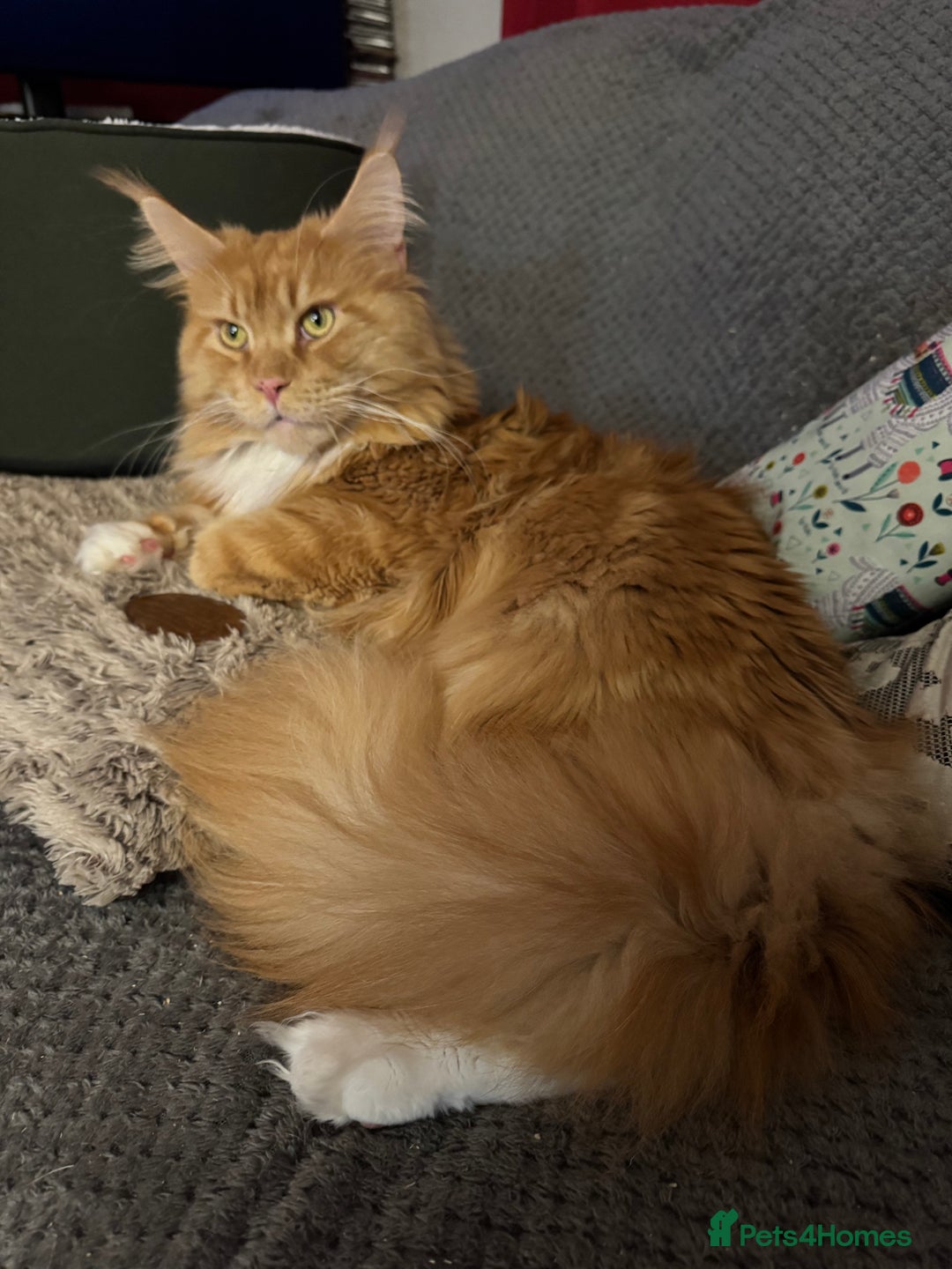 Maine Coon cats for sale: Price reduced   PEDIGREE MAINECOON KITTENS  - Image 14