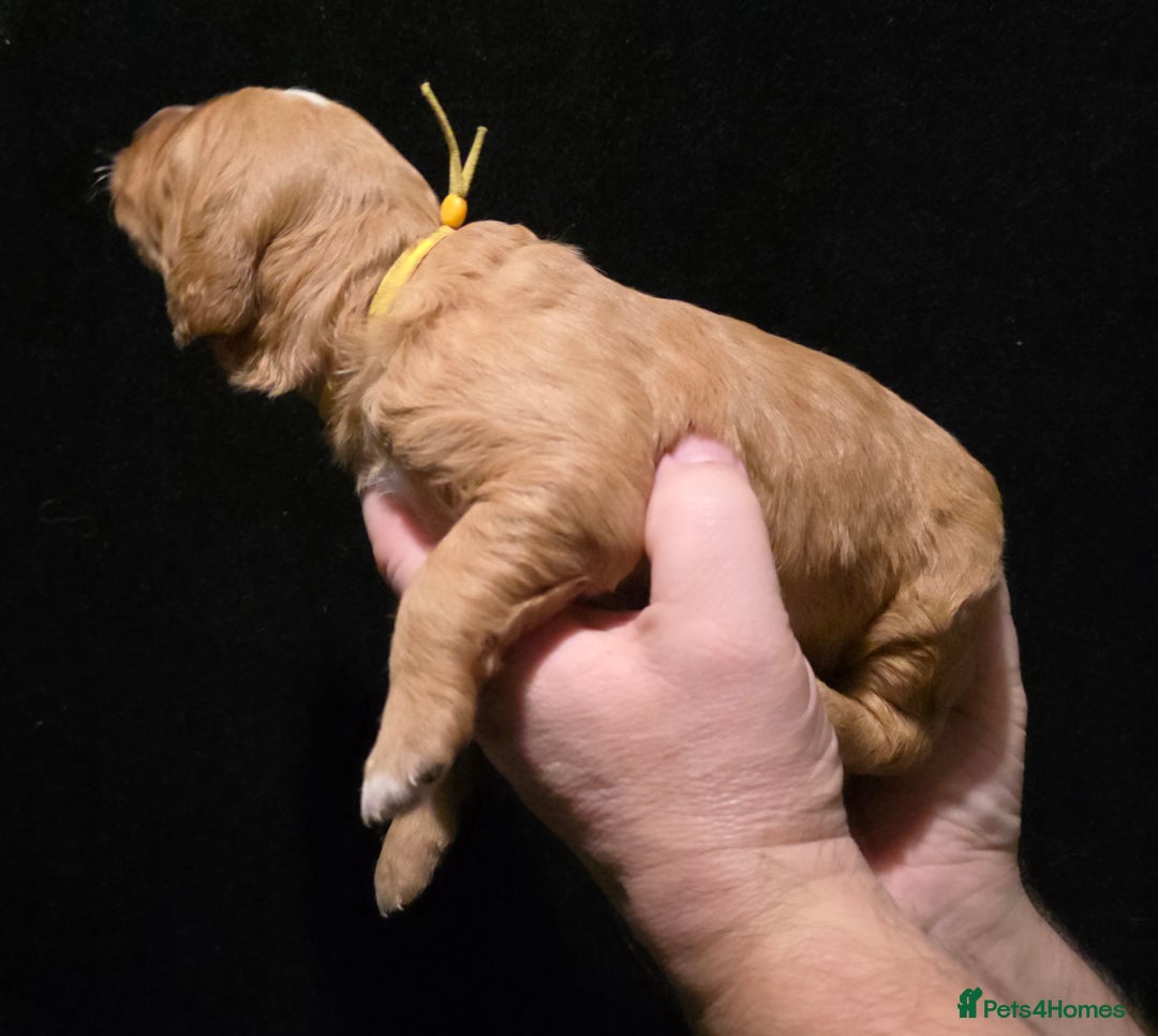 Goldendoodle dogs for sale: Fully Health Tested F1 Goldendoodles - Advert 11