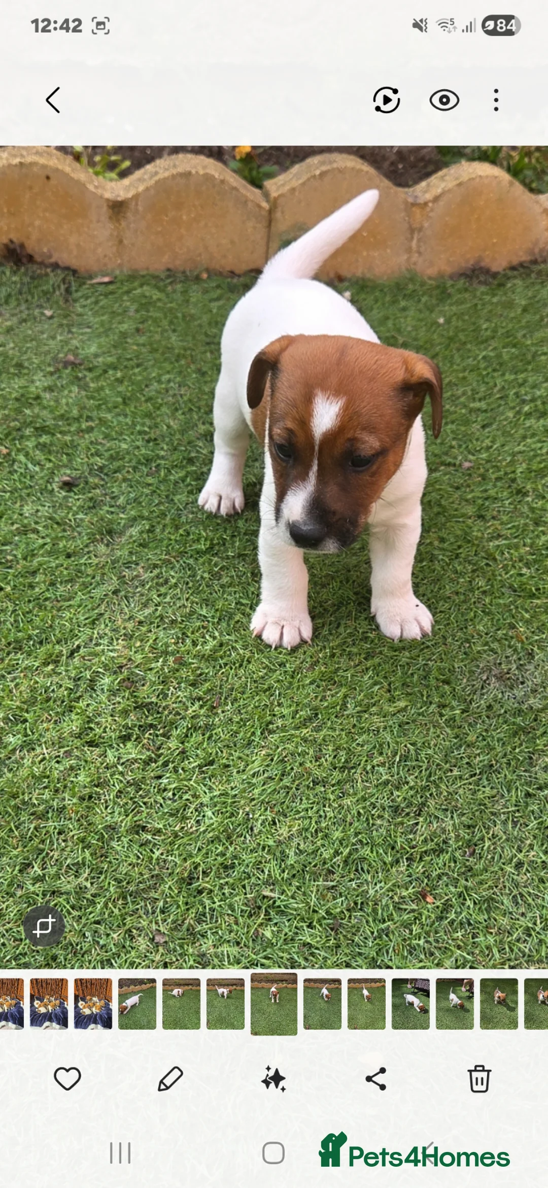 Jack Russell dogs for sale:  short leg and smooth coat jack russell puppies  - Advert 18