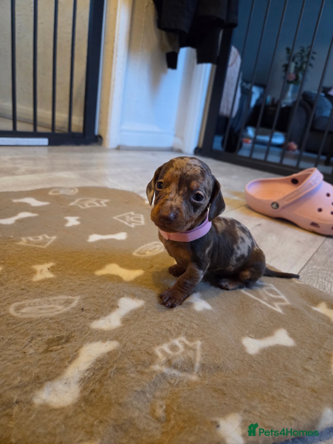 Miniature Dachshund dogs for sale: Ready to go 3/12/25 - stunning coloured Dachsunds - Image 14