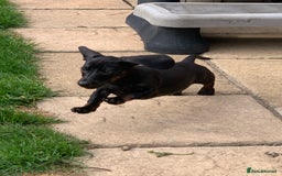 Miniature Dachshund dogs for sale: Beautiful mini daxi puppies pra clear READY NOW - Image 21