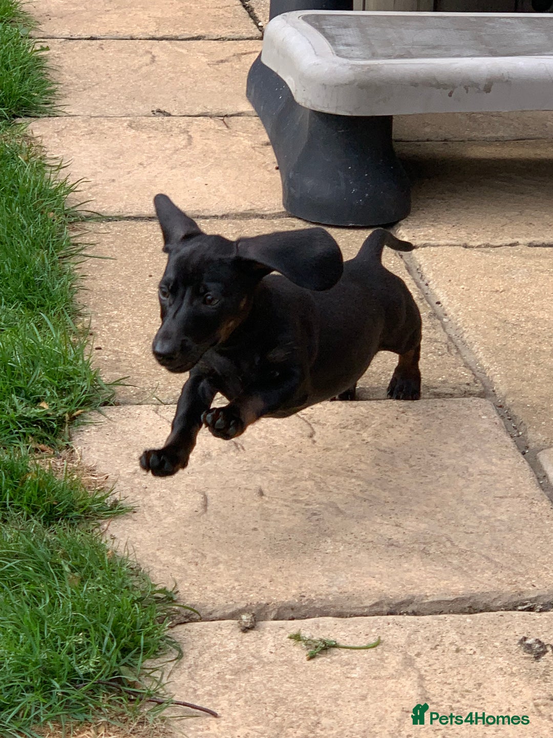 Miniature Dachshund dogs for sale: Beautiful mini daxi puppies pra clear READY NOW - Image 21